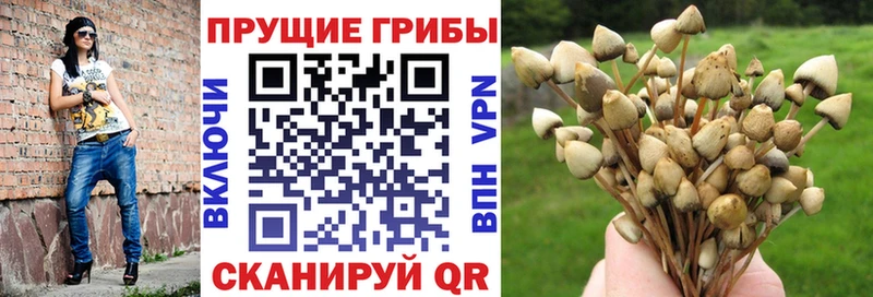 наркотики  мега онион  Псилоцибиновые грибы ЛСД  Пионерский 